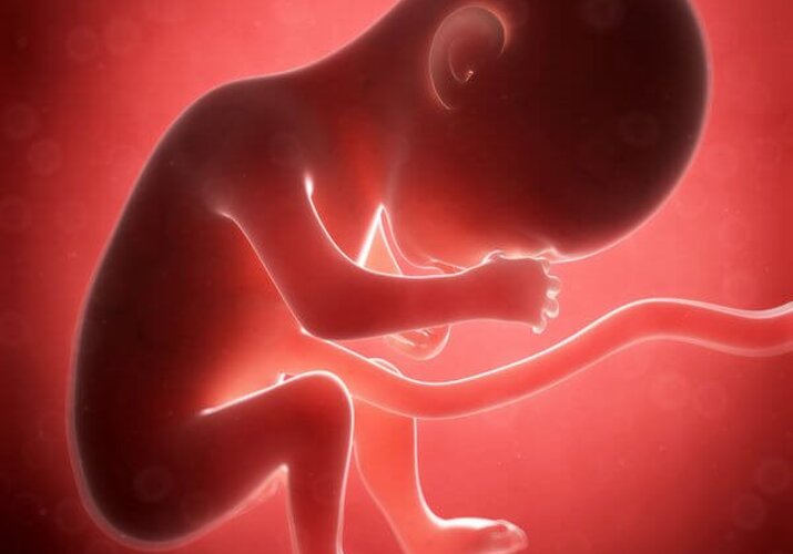 Sprievodca tehotenstvom - 21. týždeň
